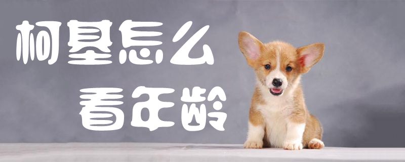 柯基如何看年龄