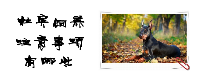 杜宾饲养有什么需要注意的地方