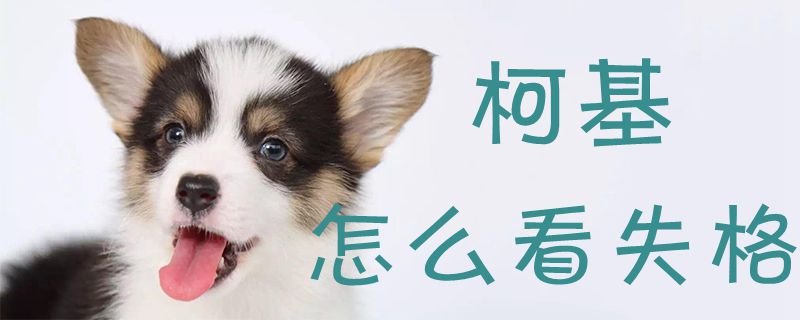 柯基如何看失格