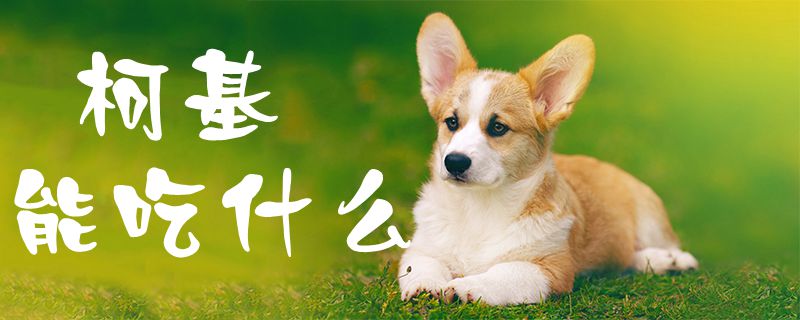 柯基能吃什么-第1张图片 柯基能吃什么-第1张图片
