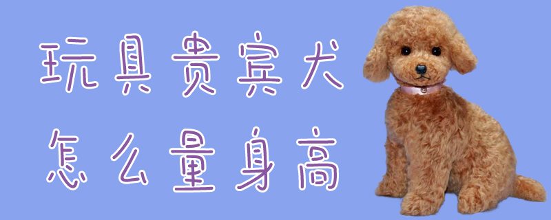 玩具贵宾犬如何量身高