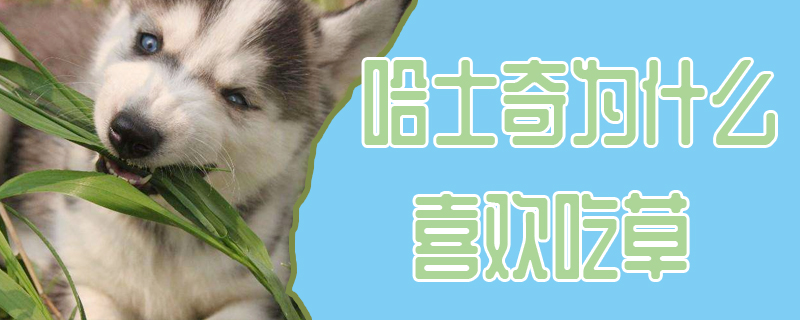 哈士奇为何喜欢吃草