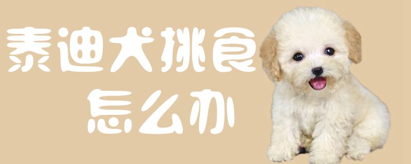 泰迪犬挑食如何解决