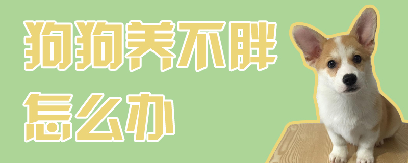 狗狗养不胖如何解决