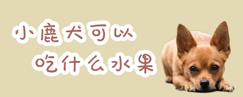 小鹿犬可以吃那些水果