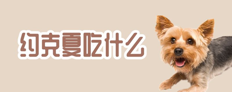 约克夏吃那些
