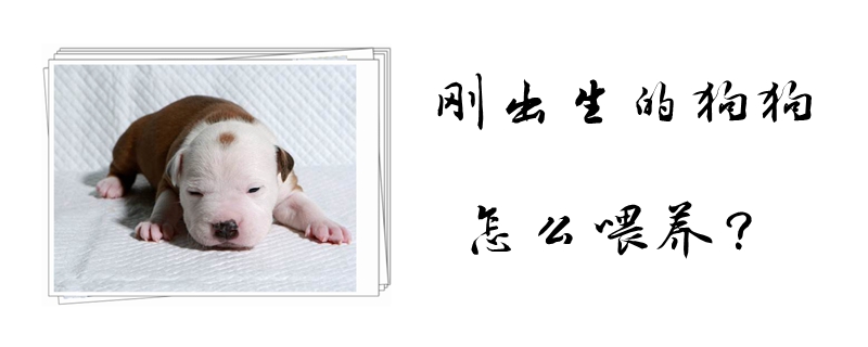 新生狗狗如何喂养