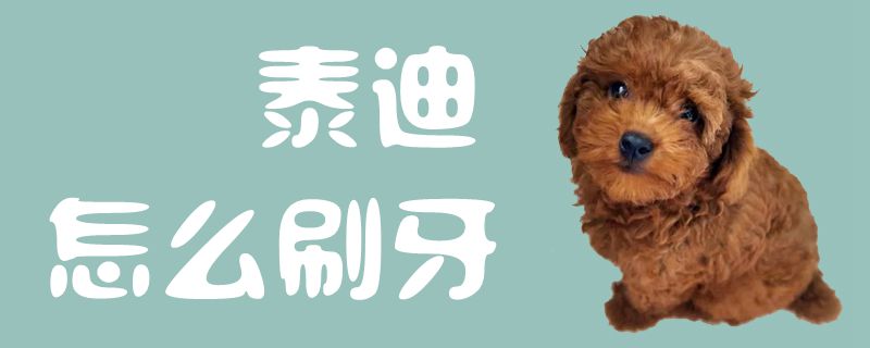 泰迪如何刷牙