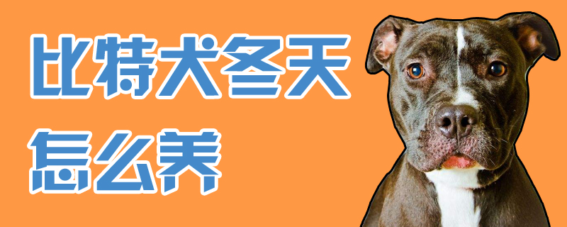比特犬冬季如何养