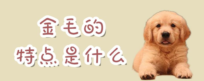 金毛的特点有哪些