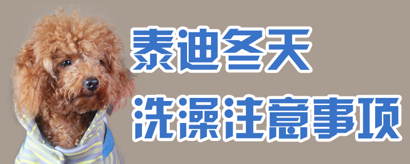 泰迪冬季洗澡需要注意的地方