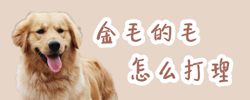 金毛的毛如何收拾