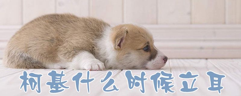 柯基什么时候立耳-第1张图片 柯基什么时候立耳-第1张图片