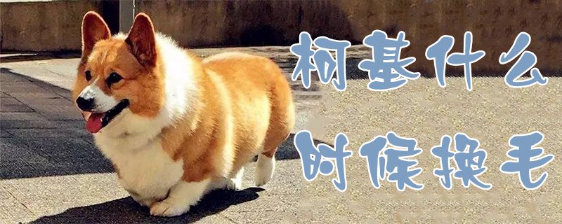 柯基什么时候换毛-第1张图片 柯基什么时候换毛-第1张图片