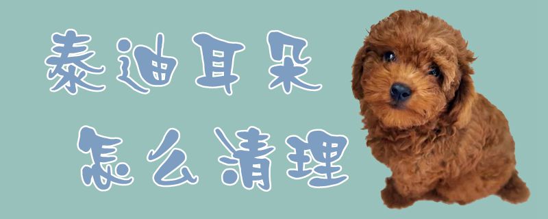 泰迪耳朵如何清理