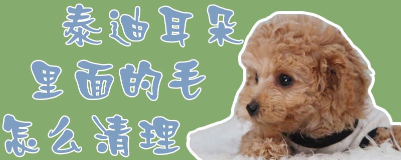 泰迪耳朵里面的毛如何清理