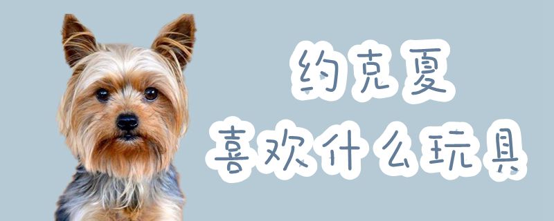 约克夏喜欢什么玩具