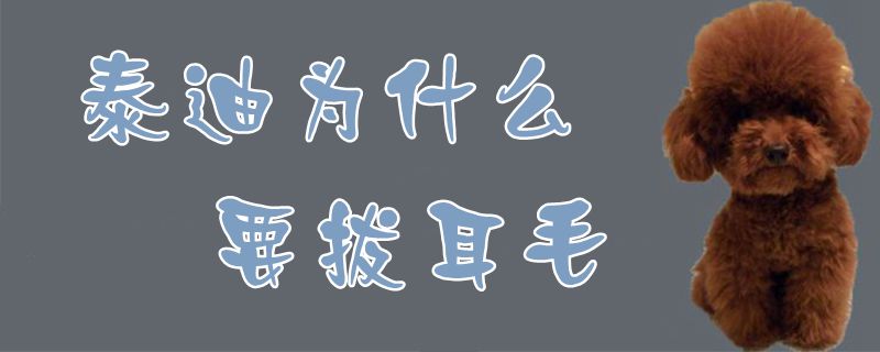 泰迪为何要拔耳毛