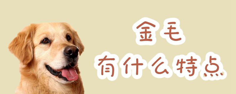 金毛有哪些特征