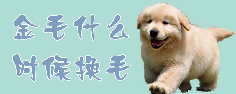 金毛什么时间换毛