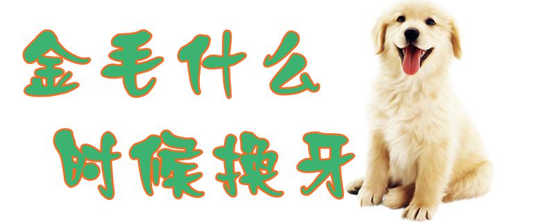 金毛什么时间换牙