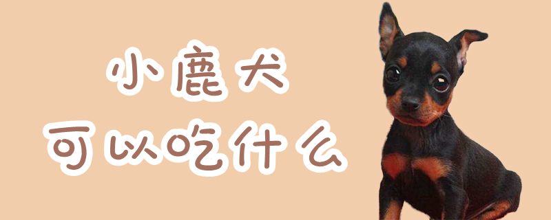 小鹿犬可以吃那些