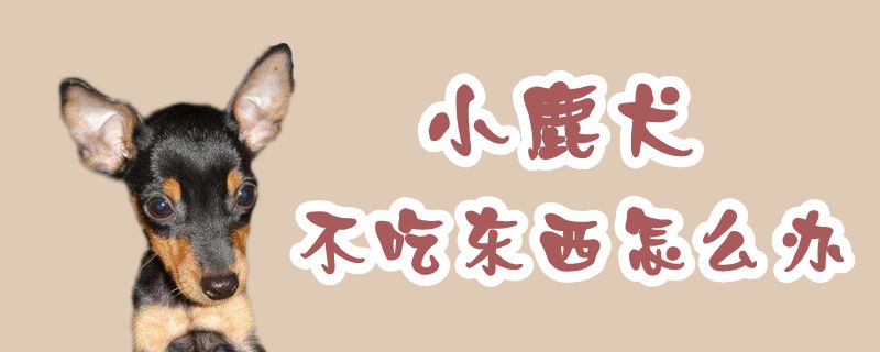 小鹿犬不吃东西如何解决