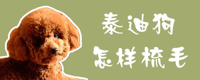泰迪狗如何梳毛