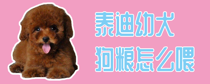 泰迪幼犬狗粮如何喂