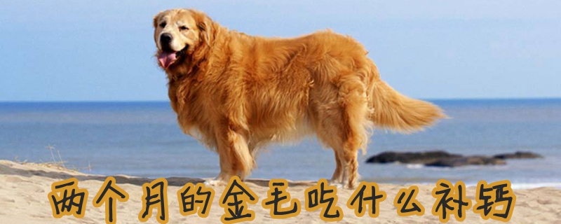 两个月的金毛吃那些补钙