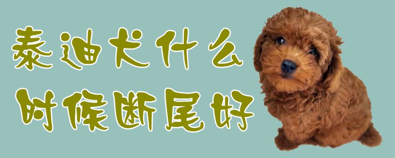泰迪犬什么时间断尾好