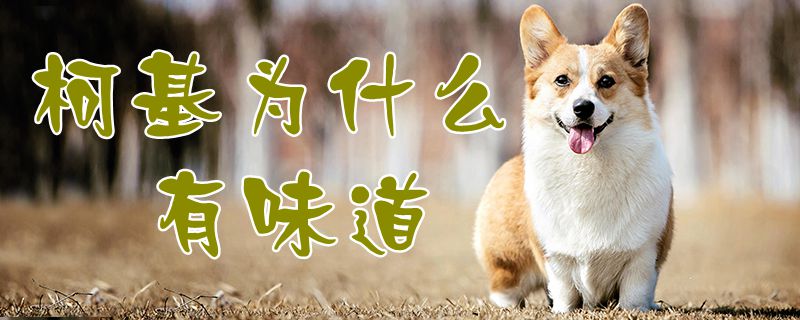 柯基为什么有味道-第1张图片 柯基为什么有味道-第1张图片