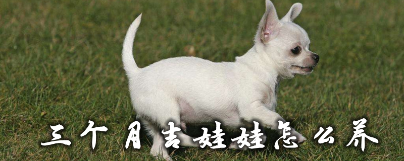 三个月吉娃娃如何养
