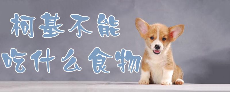 柯基不可以吃那些食物