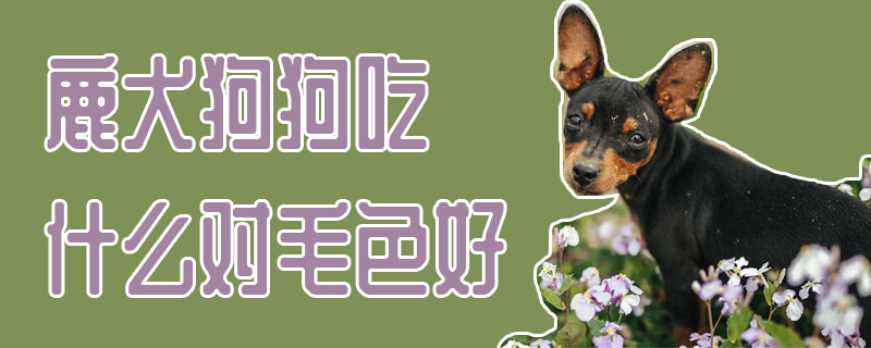 鹿犬狗狗吃那些对毛色好
