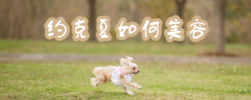 约克夏怎么样美容