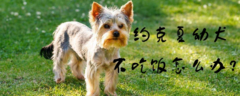 约克夏幼犬不吃饭如何解决