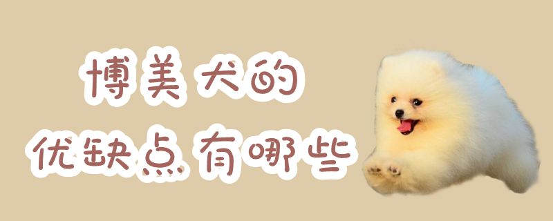 博美犬的优势和弊端有什么