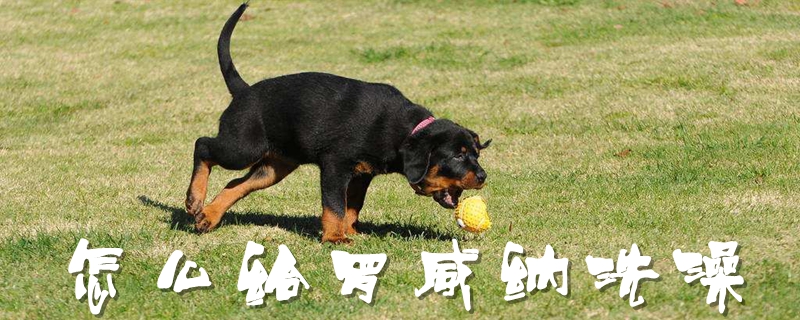 如何给罗威纳洗澡