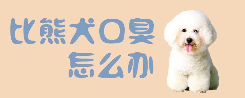 比熊犬口臭如何解决