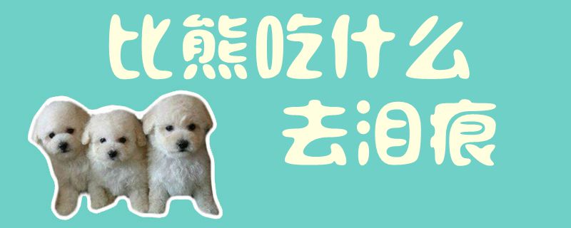 比熊吃什么去泪痕-第1张图片 比熊吃什么去泪痕-第1张图片
