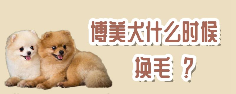 博美犬什么时间换毛