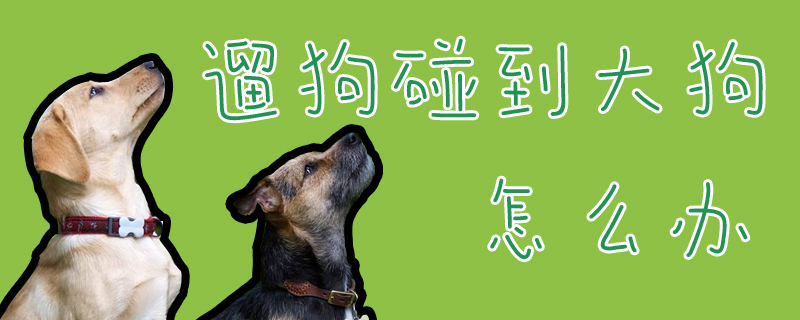 遛狗碰到大狗如何解决