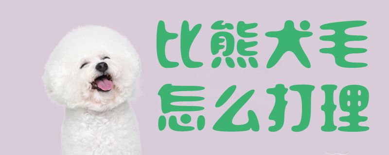 比熊犬毛如何收拾