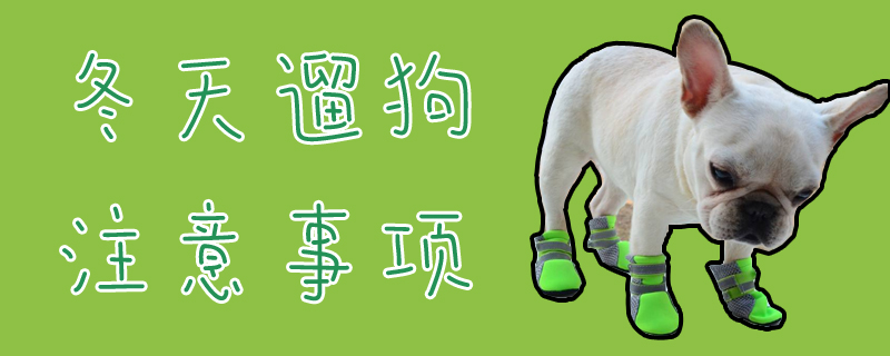 冬季遛狗需要注意的地方