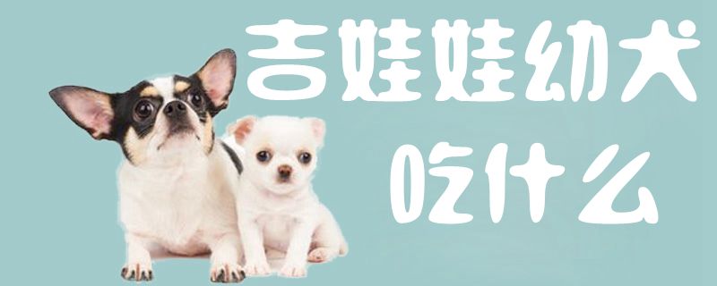 吉娃娃幼犬吃那些
