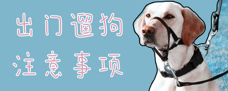 外出遛狗需要注意的地方