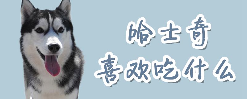 哈士奇喜欢吃那些