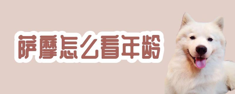萨摩如何看年龄