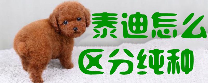 泰迪如何区别纯种